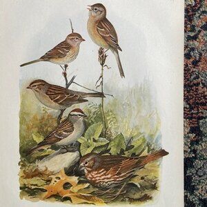 Ornithological Bird Print Original
